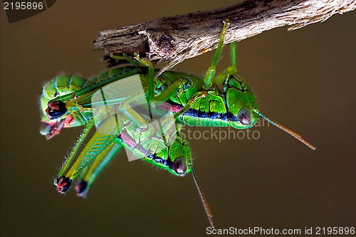 Image of  grasshopper   having sex