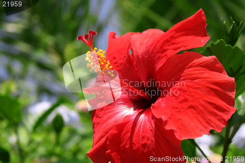 Image of Red Flower