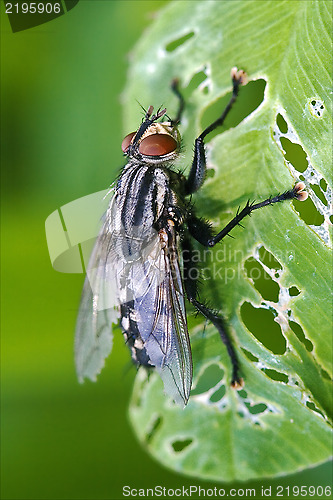 Image of muscidae musca domestica in a leaf