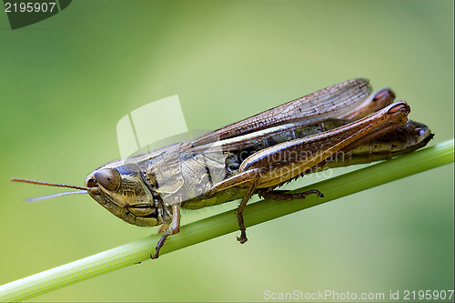 Image of brown  grasshopper chorthippus brunneus in