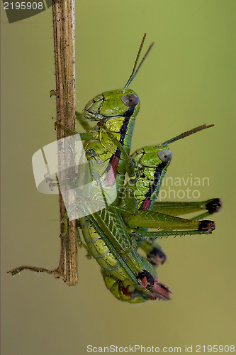 Image of close up of two grasshopper Orthopterous having 