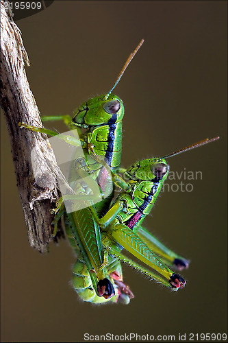 Image of  grasshopper Orthopterous having 