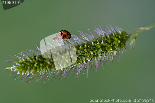 Image of the side of  sex wild red ladybug coccinellidae anatis  