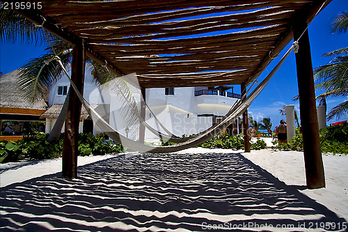 Image of  mexico hammock tree palm  