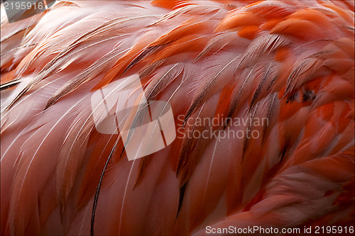 Image of pink flamengo   plumage  abstract 