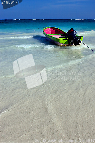 Image of sea weed  in mexico playa del carmen