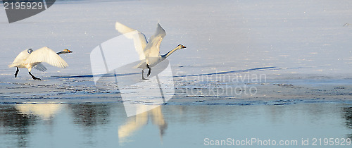 Image of Whooper swan