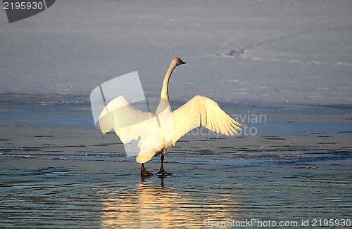 Image of Whooper swan