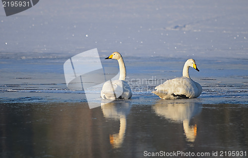 Image of Whooper swan