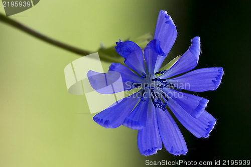 Image of flower close up of a blue