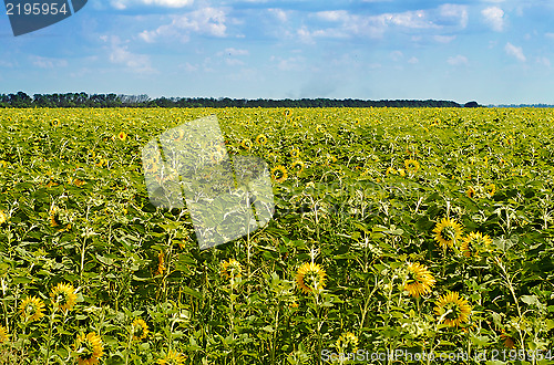 Image of field of sunflowers