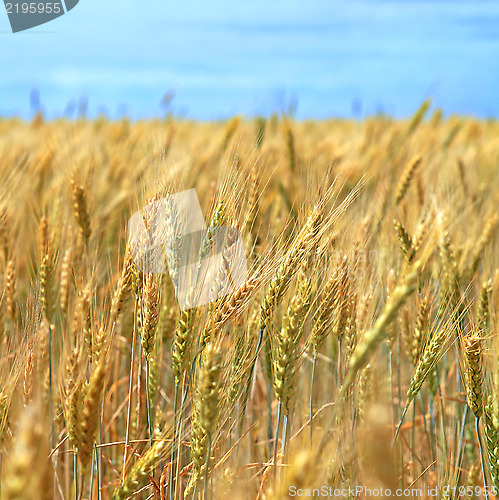 Image of field of wheat