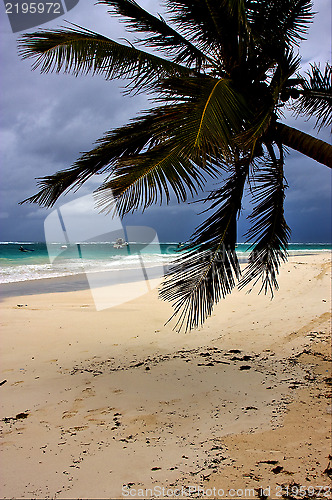 Image of  froth cloudy  sea weed  in mexico 