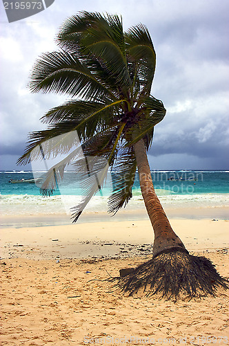 Image of  sea weed  and coastline in mexico 