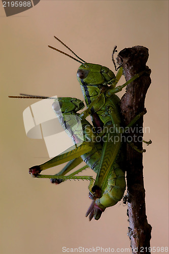 Image of close up of two grasshopper Orthopterous having sex o