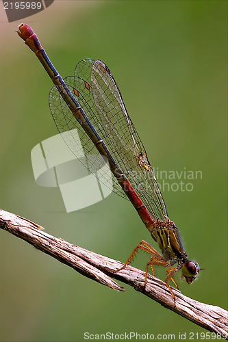 Image of coenagrion puella on a flower in 