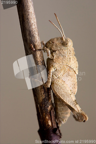 Image of grasshopp