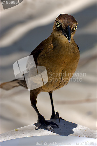 Image of  sparrow   in sand mexico tulum