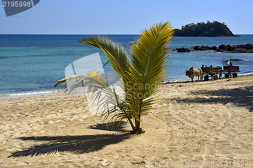 Image of hand cart  people palm dustman branch hill lagoon worker  
