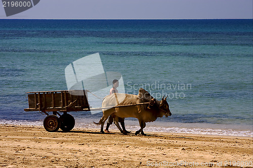 Image of  people dustman lagoon worker animal and coastline