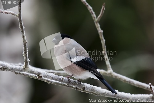 Image of bullfinch