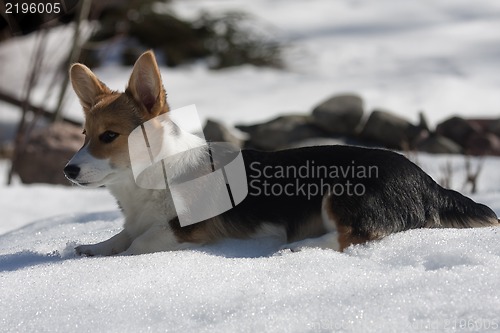 Image of puppy in snow