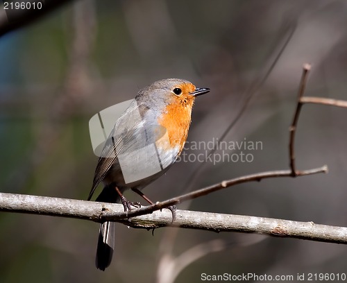 Image of red robin