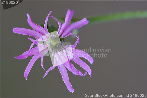 Image of  cariofillacee silene flos cuculi   