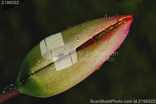 Image of  rhoeas argemone setigerum hybridum 