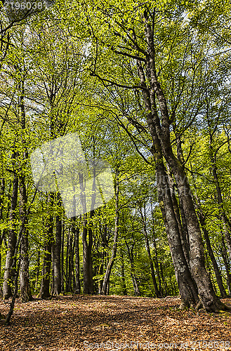 Image of Footpath in a Beautiful Green Forest