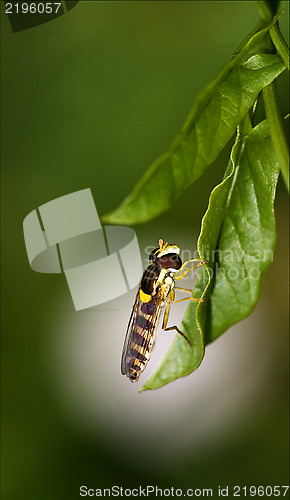 Image of  diptera syrphidae volucella zonaria