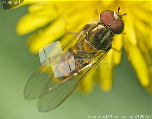 Image of eristalis on   white yellow flower