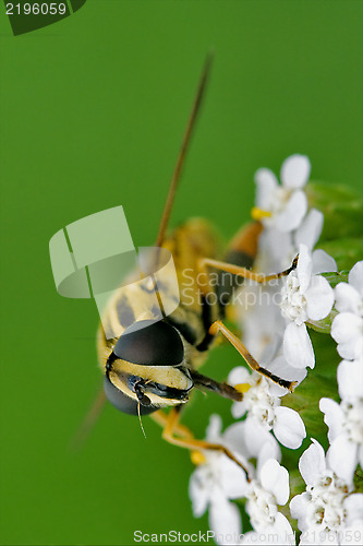 Image of ribesii   on a white yellow flower