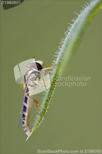 Image of side of wild fly diptera volucella