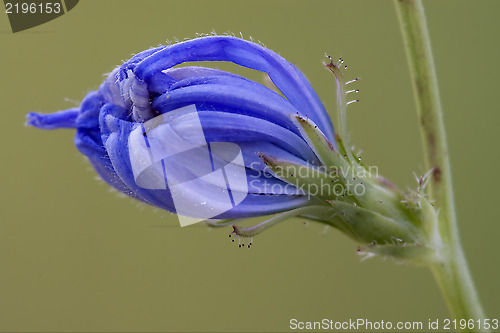 Image of composite  cichorium intybus flower