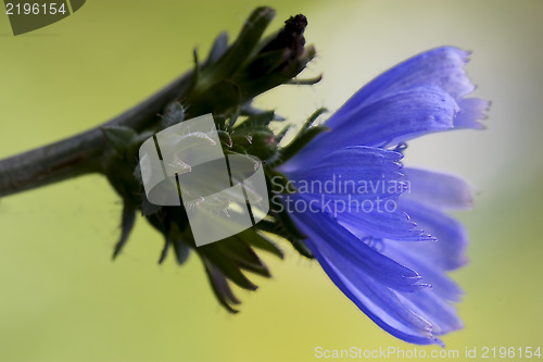 Image of flower pumilium 