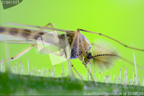 Image of riparius culicidae culex mosquito 