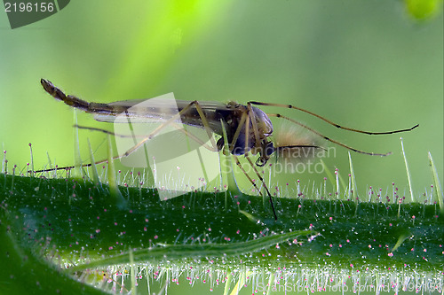 Image of riparius culicidae mosquito 