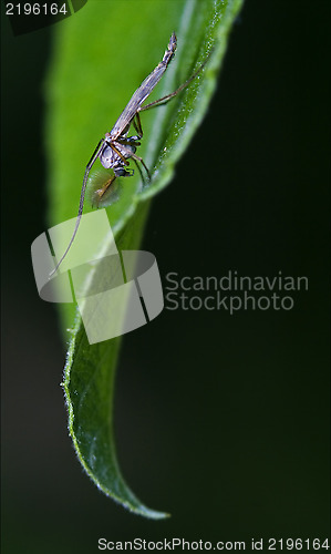 Image of  chironomidae chironomus