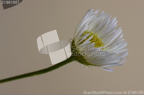 Image of macro close up of a yellow white daisy composite 
