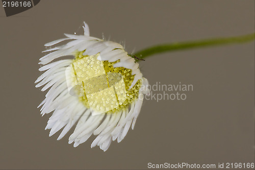 Image of macro of a yellow white daisy