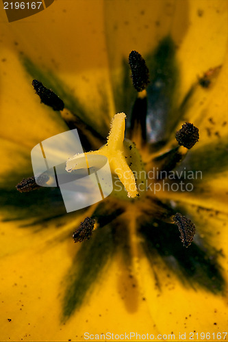 Image of  of a papaveracee papaver rhoeas argemone 