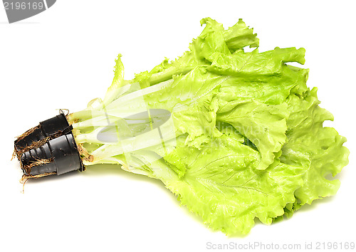 Image of lettuce