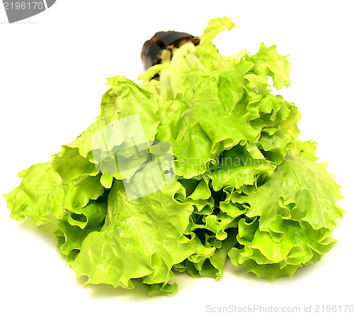 Image of lettuce