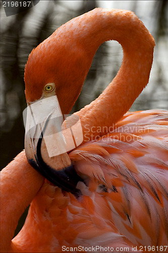 Image of  flamengo  yellow eye
