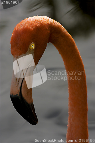 Image of pink flamengo yellow eye