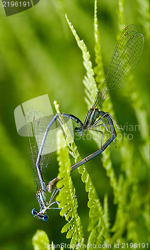 Image of sex of  wild  yellow blue  dragonfly