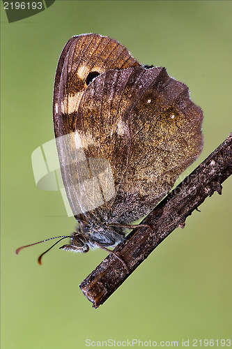 Image of brown grey orange butterfly 