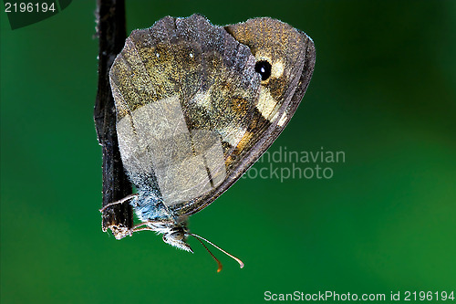 Image of on a brown branch in the bush
