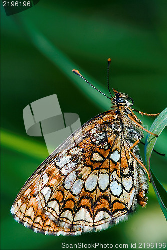 Image of orange  butterfly  on a